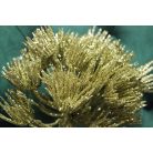 Arany díszhagyma (allium) virág - 2 db 65 cm