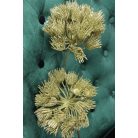 Arany díszhagyma (allium) virág - 2 db 65 cm