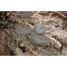 Fehér havas ágak mix  - 65 cm