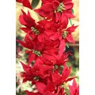 Piros mikulásvirág girland - 160 cm