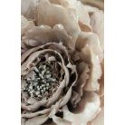 Fáradt rózsaszín bazsarózsa csillámmal - 14 cm