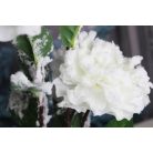 Fehér havas bazsarózsa ágon - 115 cm