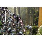 Kék kúszó ág - La Luna - 120 cm