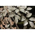 Pezsgő színű csillogó dekor ág, levelekkel - 80 cm