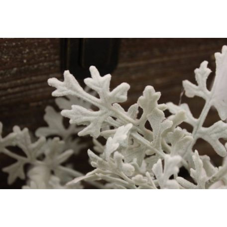 Szürkészöld senecio (aggófű) cserje - 39 cm