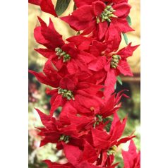 Karácsonyi virág dekorációk